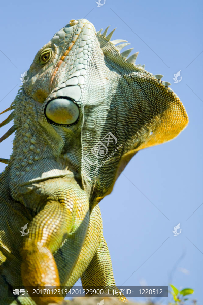 五顏六色的蜥蜴