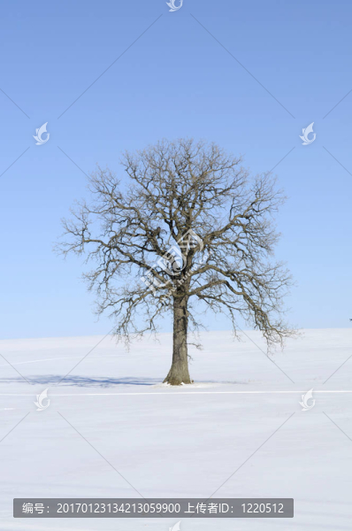 樹