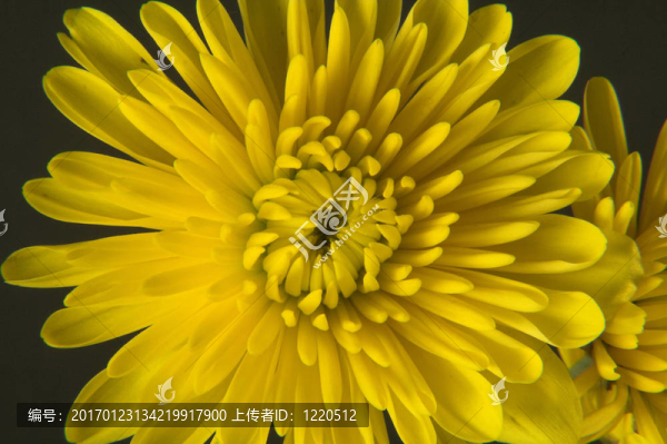 Flowers,004