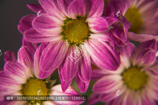 Flowers,006-匯圖網(wǎng) www.fosd68.com Flowers,006