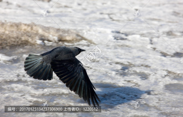 一只飛行-匯圖網(wǎng) www.fosd68.com 一只飛行