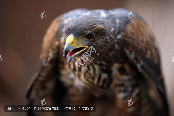 哈里斯鷹