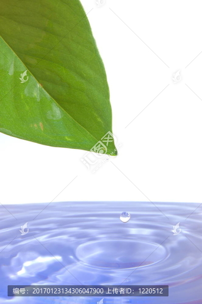 葉水
