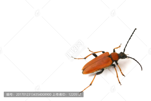 孤立的bug