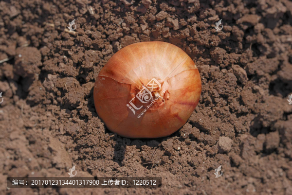 洋蔥播種