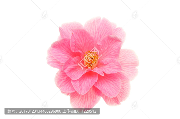 孤立的茶花-匯圖網(wǎng) www.fosd68.com 孤立的茶花