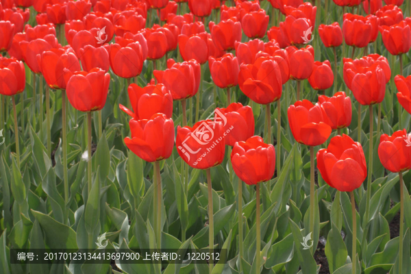 紅色郁金香