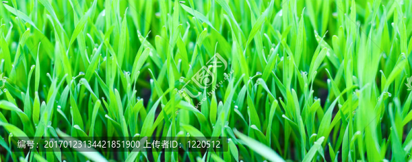 草和露水