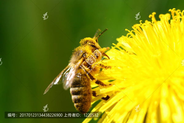 蜜蜂