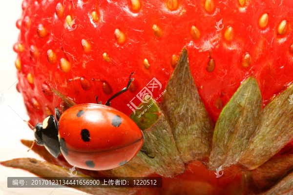 瓢蟲(chóng)的美食