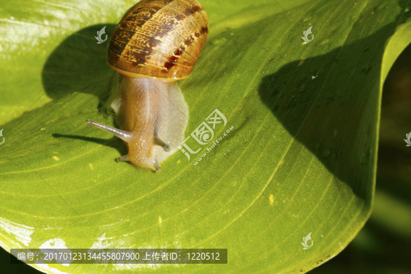 花園里的蝸牛