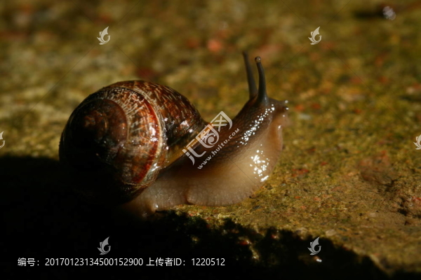 殼-匯圖網(wǎng) www.fosd68.com 殼