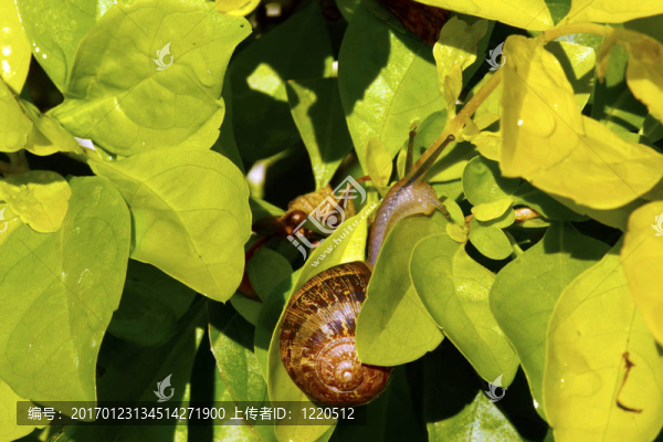 蝸牛在金-匯圖網(wǎng) www.fosd68.com 蝸牛在金