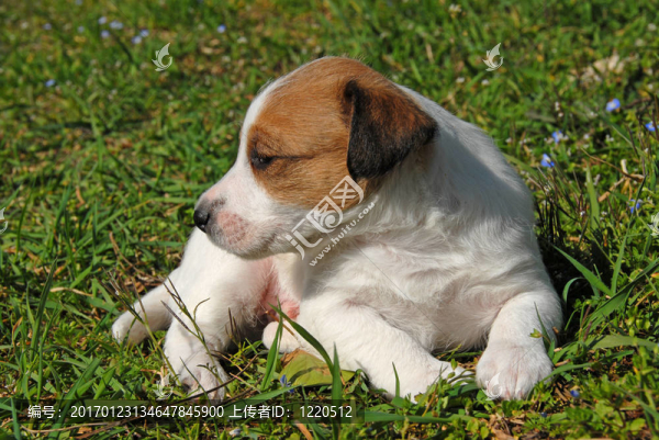 小狗jack,russel梗