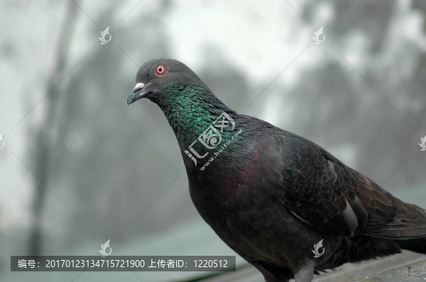 鴿子