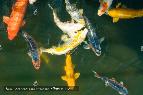 西南大西洋漁業(yè)咨詢委員會(huì)-匯圖網(wǎng) www.fosd68.com 西南大西洋漁業(yè)咨詢委員會(huì)