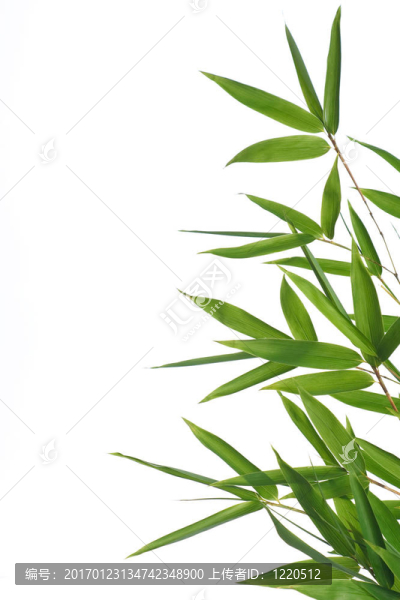 竹子的葉子