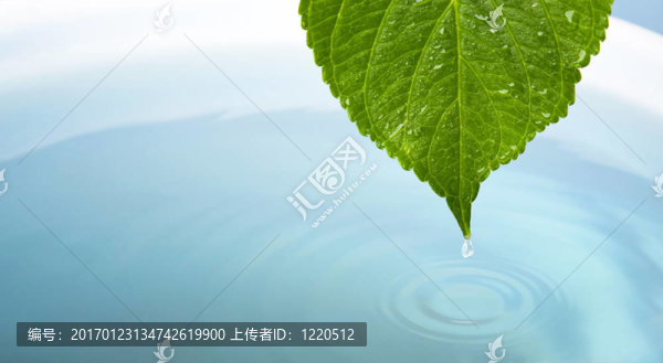 水滴與葉