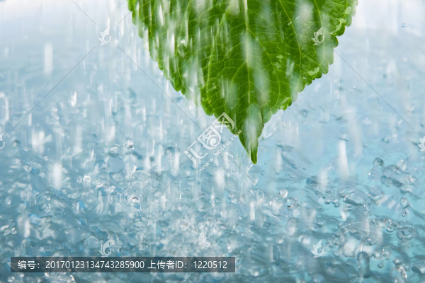 樹葉上的雨滴
