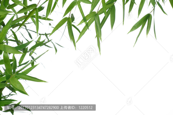 竹子的葉子