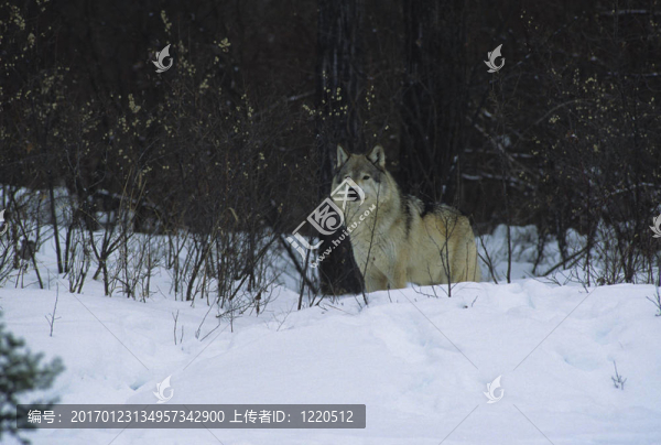 Grey,Wolf在Snow