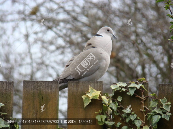 斑鳩；steptopelia,decaocto