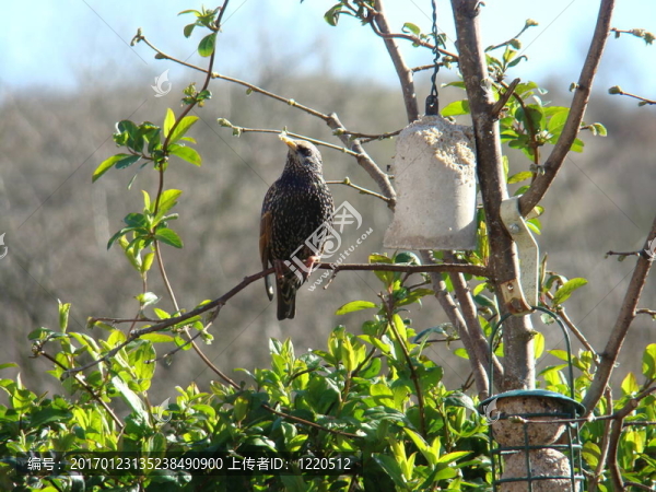Starling；Sturnus,vulgaris