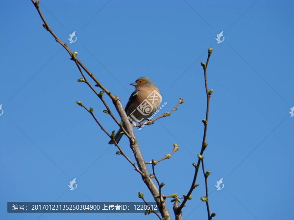 Chaffinch；Fringilla,coelebs