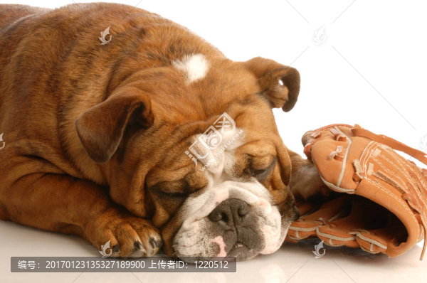 體育的獵犬