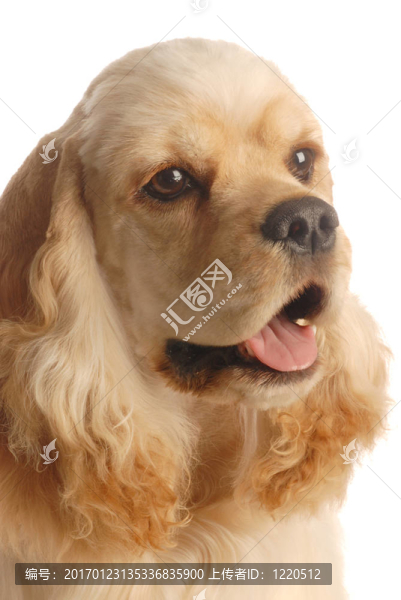 可卡犬