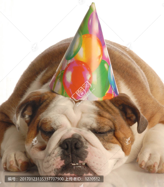 生日的狗