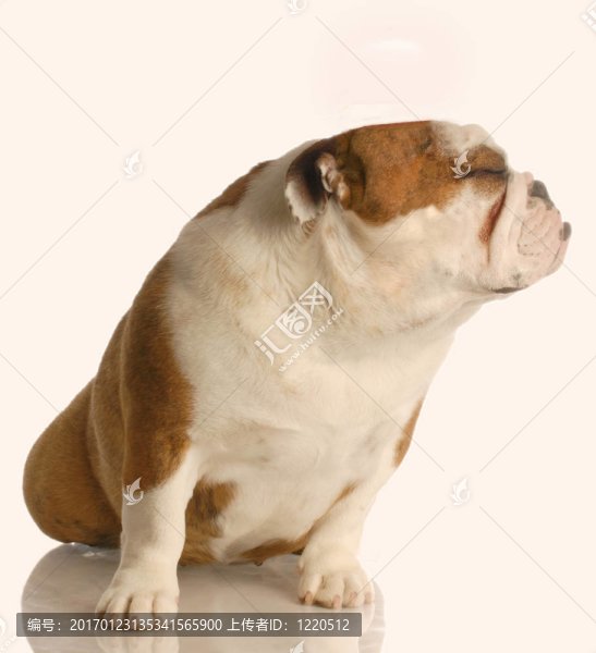 狗伸手親吻