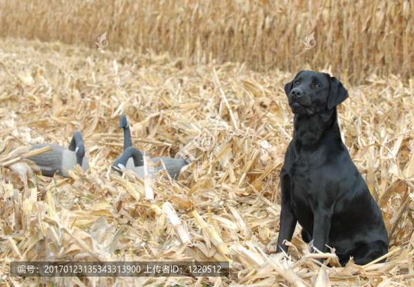 拉布拉多獵犬的工作