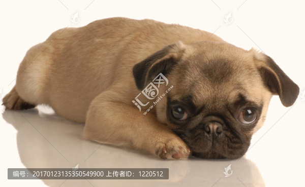可愛的狗狗