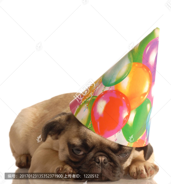 生日的哈巴狗