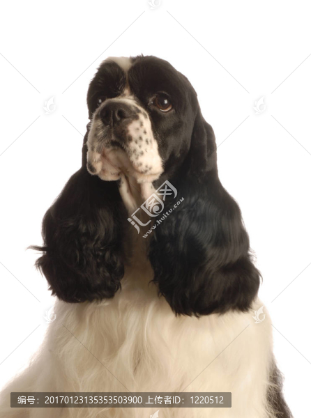 美國可卡獵犬