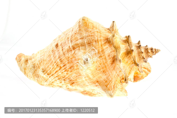 大海邊的貝殼