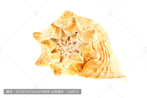 大海邊的貝殼