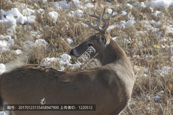 白尾鹿巴克