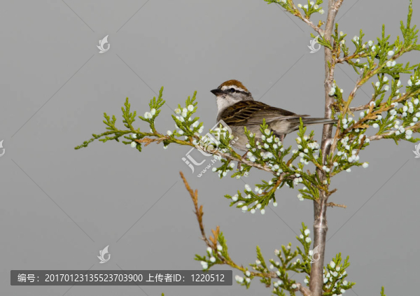 削Sparrow