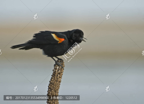 紅翅烏鶇