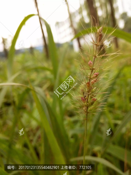 花草