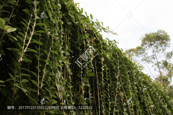 洛迪花園；德令哈市；印度