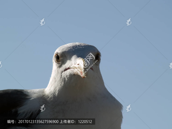 海鷗頭大