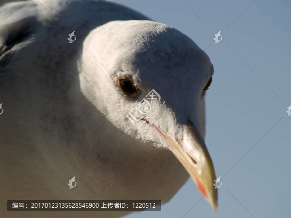 海鷗的頭部宏-匯圖網(wǎng) www.fosd68.com 海鷗的頭部宏