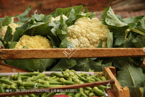 菜花-匯圖網(wǎng) www.fosd68.com 菜花