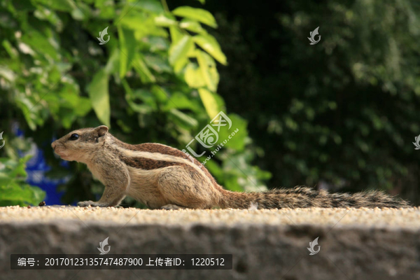 chipmonk,-洛迪花園；德令哈市；印度