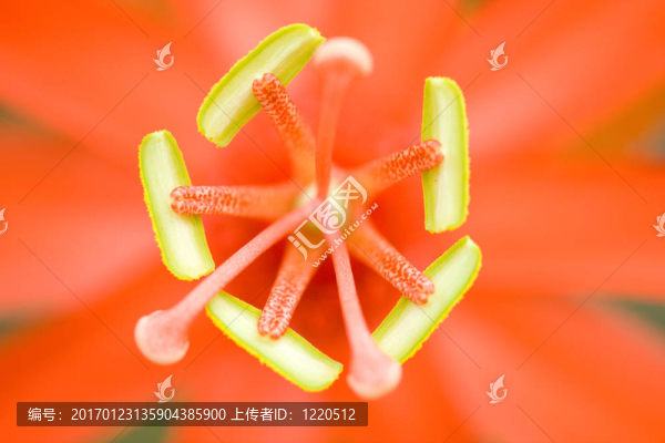 極端的花卉特寫(xiě)-匯圖網(wǎng) www.fosd68.com 極端的花卉特寫(xiě)