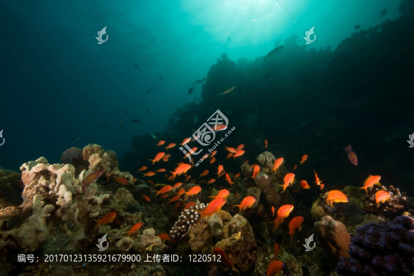 海洋；珊瑚；太陽(yáng)和魚(yú)
