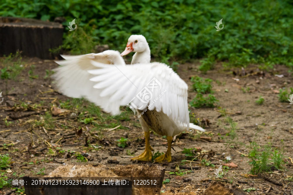 鴨子-匯圖網(wǎng) www.fosd68.com 鴨子
